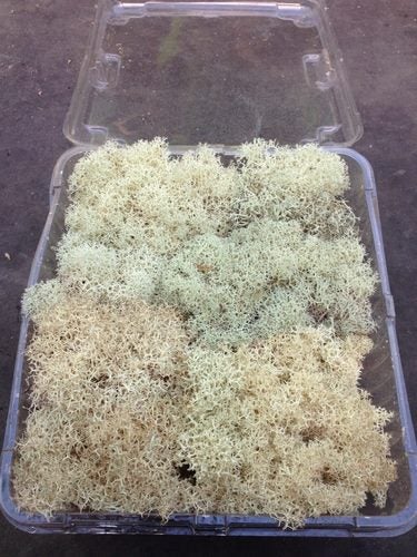 Reindeer Moss Carousel 1