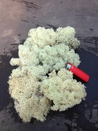 Reindeer Moss Carousel 2