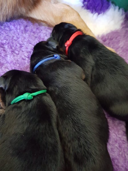 Deluxe Paracord Collars New born size. 12 per set Carousel 3