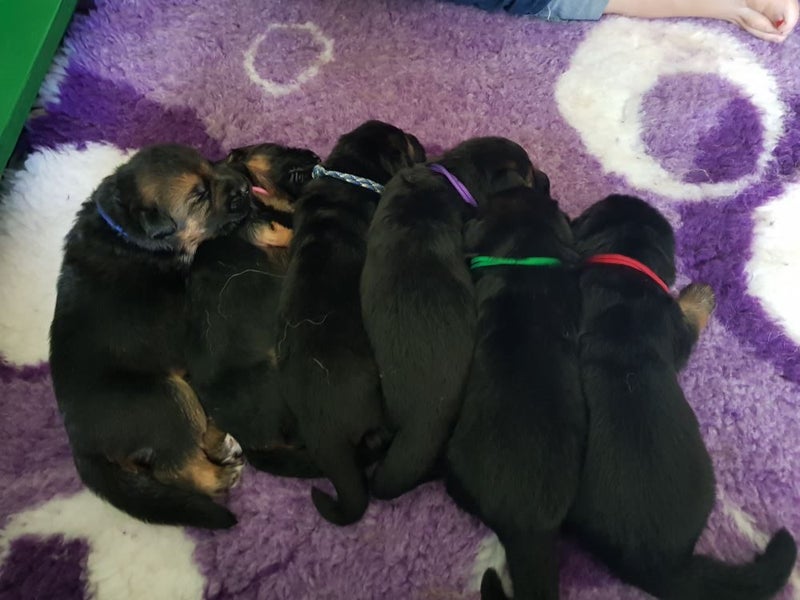 Puppy ID Collars new born size. 12 per set Carousel 3