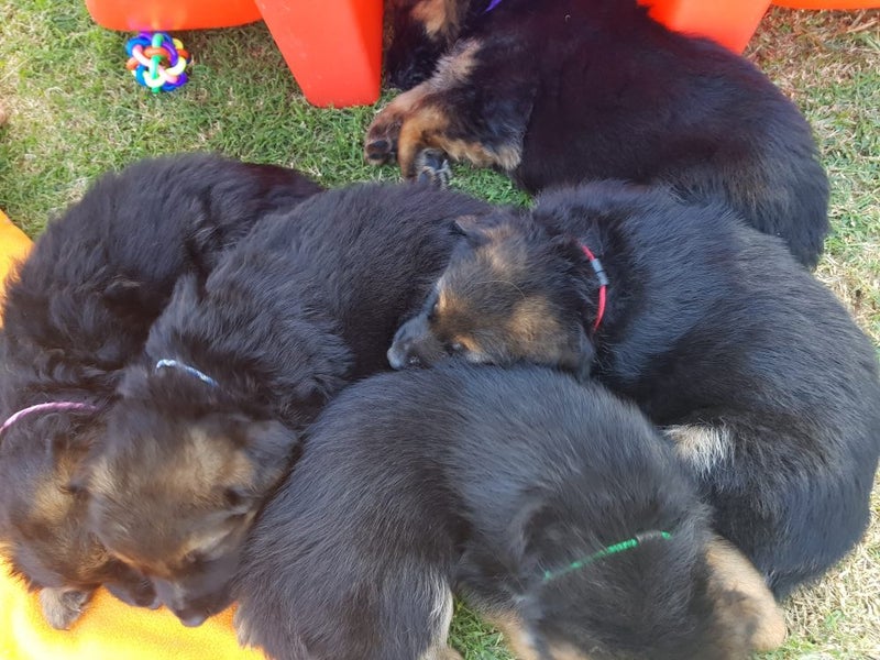 Puppy ID Collars New born and regular. 12 of each size Carousel 5