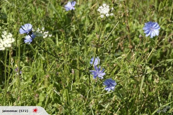 CHICORY SUGARLOAF - 20 SEEDS Carousel 1