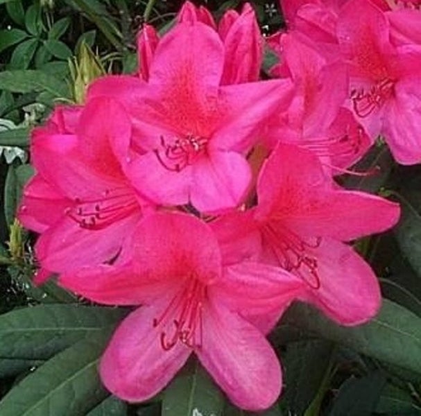 Rhododendron King Cerise clusters of cerise pink flowers Carousel 1