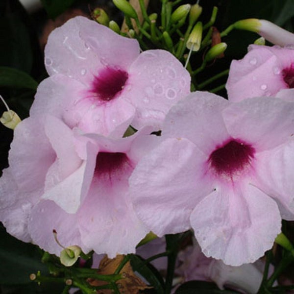 Pandorea Rosea Supberba Gorgeous Pink Flowering Climber Pandorea Rosea Supberba Gorgeous Pink Flowering Climber