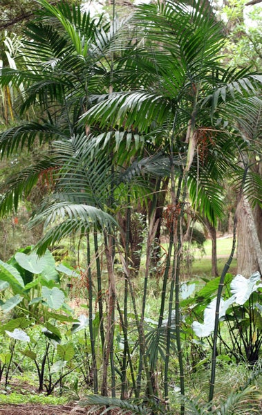 Beautiful Rare Palm Chamaedorea Oblongata Slipper Trade Me Palm Chamaedorea Oblongata Slipper