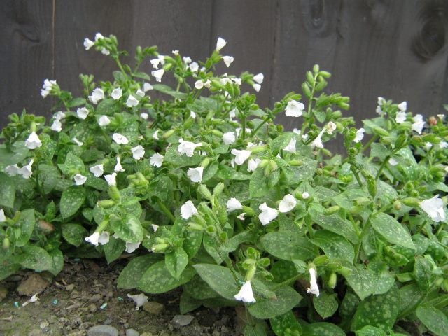 Pulmonaria Sissinghurst White Trade Me Click To Enlarge Photo