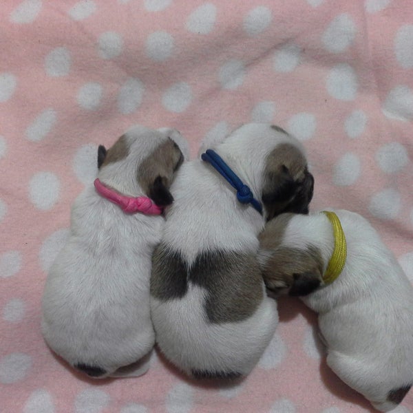 Puppy ID Collars Mini size. 12 per set Carousel 2