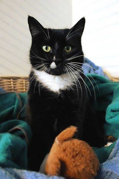 Lost - Black & White DSH Female (Raven) Carousel 1
