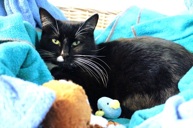 Lost - Black & White DSH Female (Raven) Carousel 2