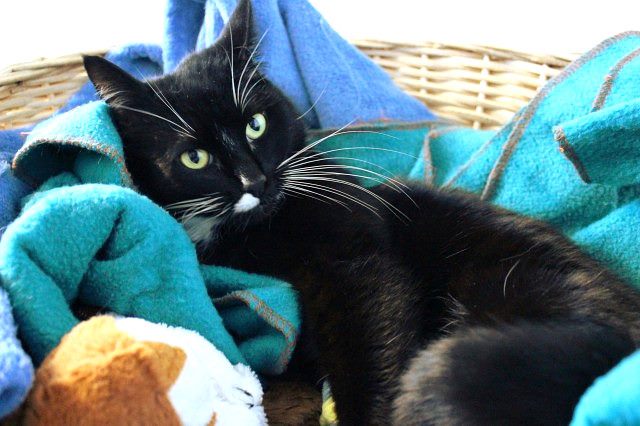 Lost - Black & White DSH Female (Raven) Carousel 3