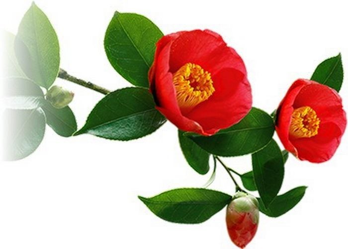 Camellia Oil Organic 100ml Carousel 1