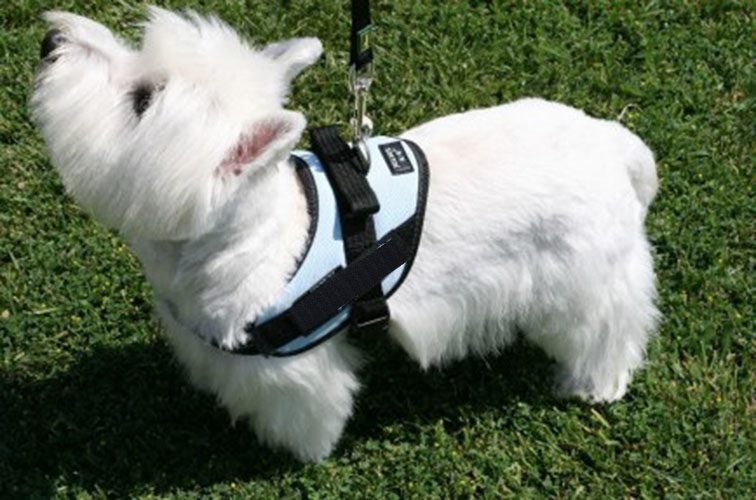 Dog Harness Medium* Carousel 1
