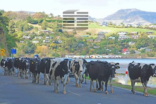 Only in NZ - Cow traffic canvas print ready to hang Carousel 1