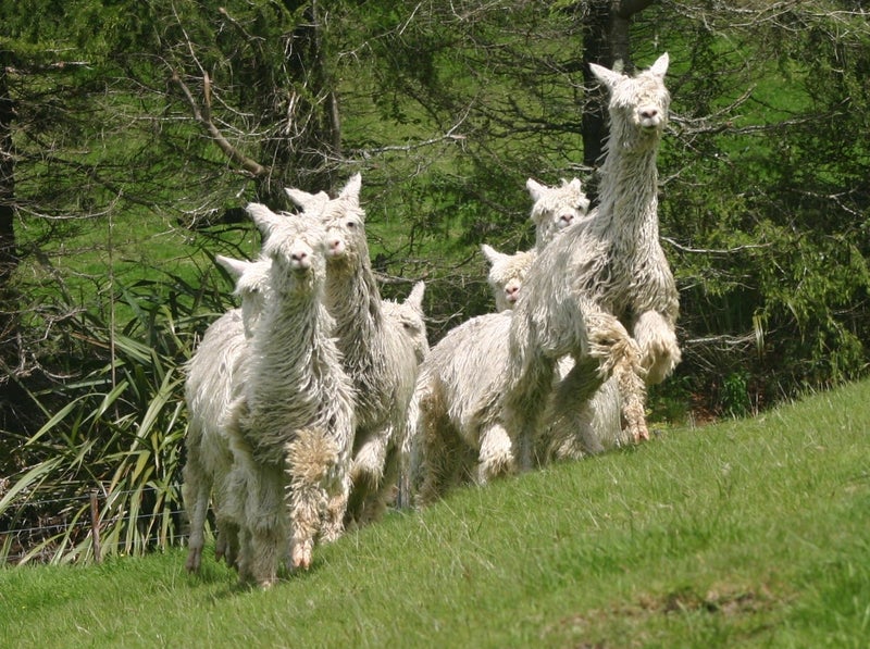 Alpacas for sale Carousel 1
