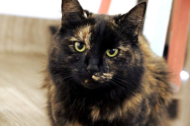 Lost - Brindle Tortie DLH Female Cat (Duchess) Carousel 1