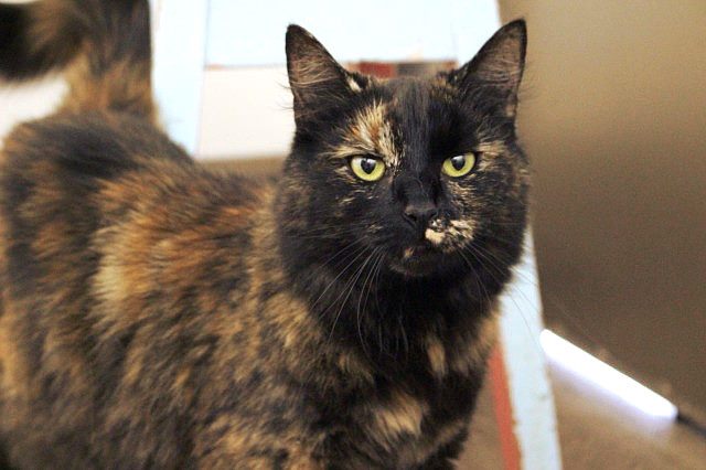Lost - Brindle Tortie DLH Female Cat (Duchess) Carousel 2