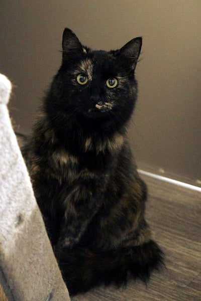 Lost - Brindle Tortie DLH Female Cat (Duchess) Carousel 3
