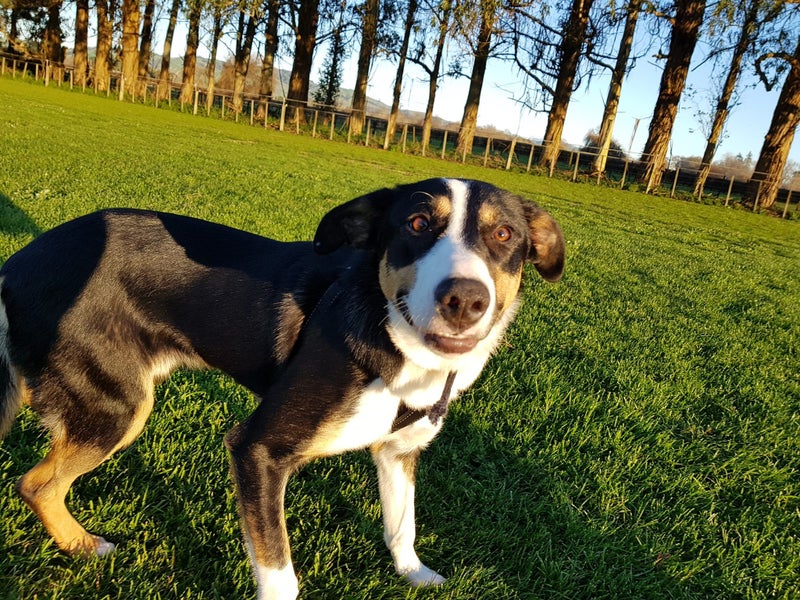 Akld, near nthwestern Lincoln Rd exit: 18 mth old tri-colour heading dog Carousel 1