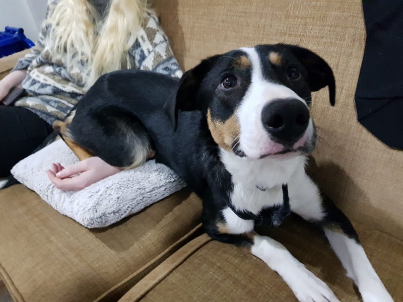 Akld, near nthwestern Lincoln Rd exit: 18 mth old tri-colour heading dog Carousel 2