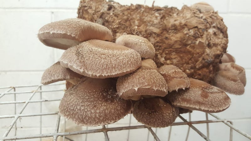 Pink/Grey Oyster & Shiitake, Turkey Tail and more Mushroom Spawn Carousel 8