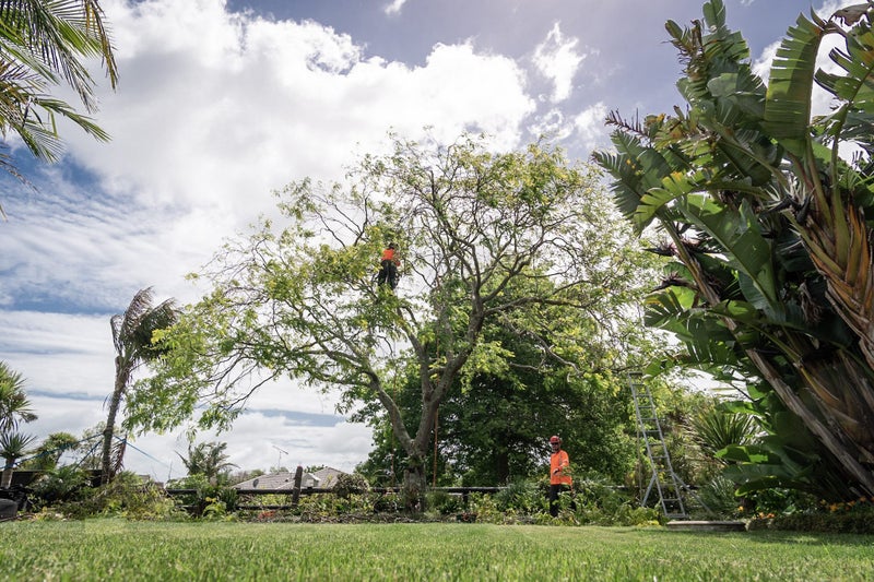 Tree Care Service in Auckland (Pro Climb) Carousel 2