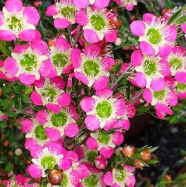 Leptoum Karo 500 Seeds Australian Tea Tree Species Leptoum Karo 500 Seeds Australian Tea Tree Species