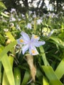 evergreen iris plants