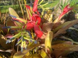 bulk bromeliads