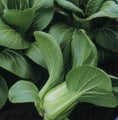 Pak Choy Dark Dragon 100+ Seeds