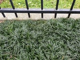 Dwarf Green Mondo Grass &#39;Nana variety&#39; - Only 89c Per Plant