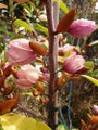Michelia PINK FRAGRANT