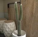Cactus Plant 5cm