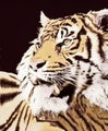Mink Blanket tiger