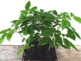 5 Puriri Trees