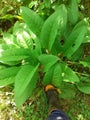 Comfrey 1 plant
