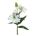 Rembrandt Tiger Lily Spray - White (PG1015)