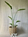 Giant Bird of Paradise Plant 8L / 1.6m+