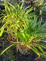 Agapanthus &#39;Streamline&#39; Clumpie