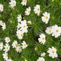 Cosmos White 40 Seeds