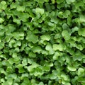 RADISH CHINA ROSE : Great as MICROGREENS, SPROUTS OR VEGETABLE. 50g=3000 seeds