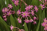 Ledeboria cooperi - dwarf bulb