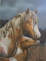Horse Mother and foal canvas print