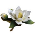 50ml Magnolia Fragrance oil