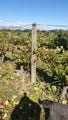 POSTS quarter round posts 2.4 pointed