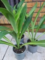 Renga Renga Lilies [Arthropodium cirratum] x3 for $25