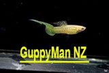 King Cobra Guppy