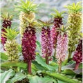 Eucomis Mix Seeds