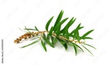 Tea Tree Essential Oil 10ml