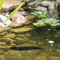 Large Eel Garden Art - Black Steel