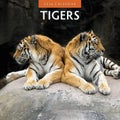 Tigers 2026 Square Wall Calendar 16 Months Animals Pets Premium New Year Planner